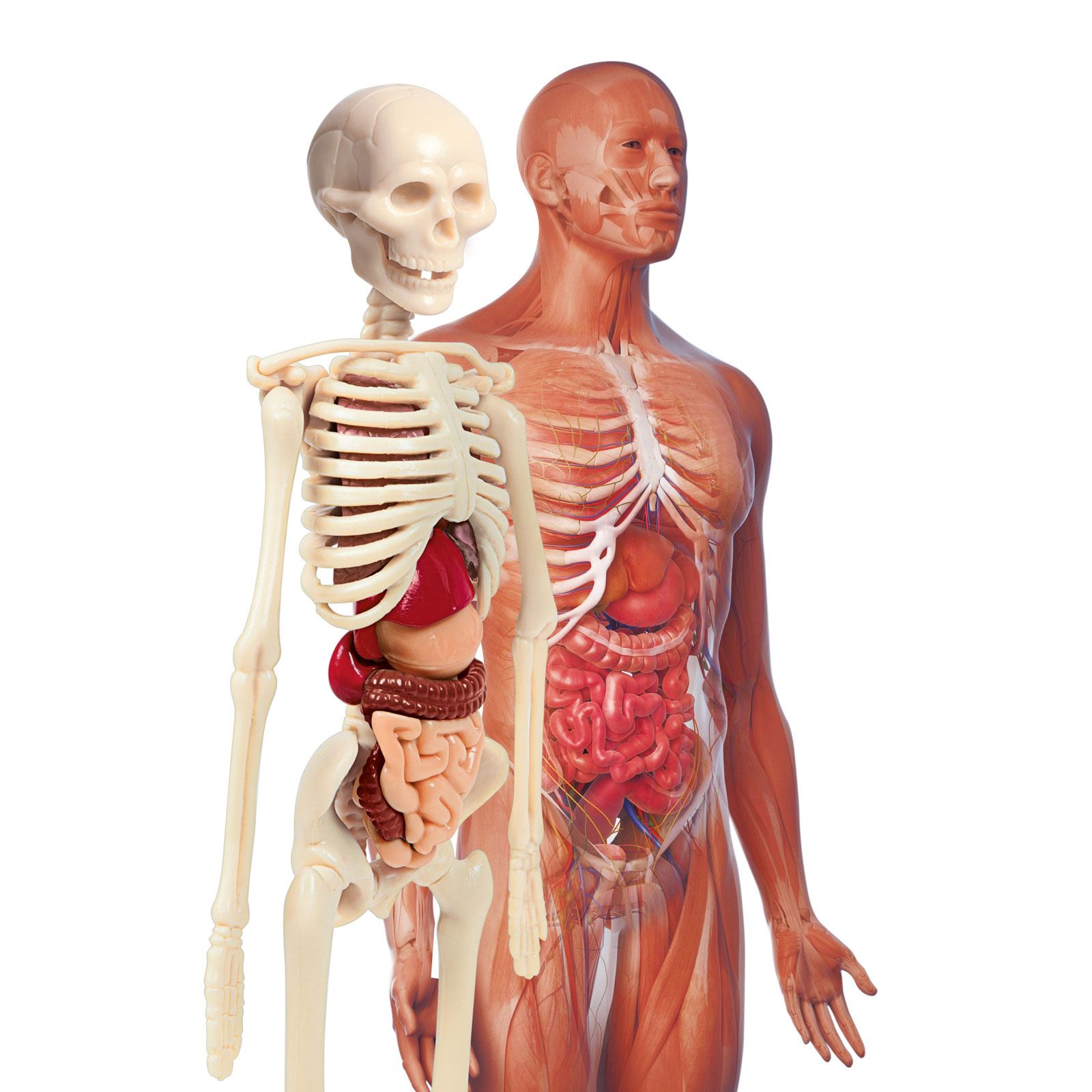 Clementoni İlk Keşiflerim İnsan Anatomisi